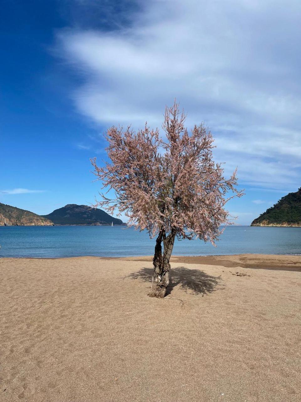 Gemicihan Bungalov Διαμέρισμα Adrasan Εξωτερικό φωτογραφία